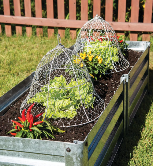 Chicken Wire Cloche