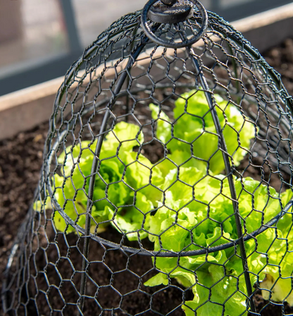 Chicken Wire Cloche