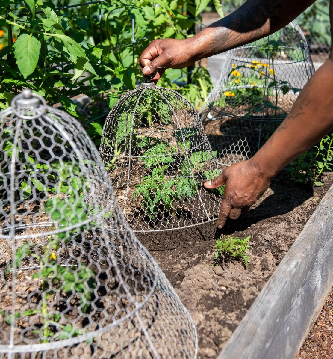 Chicken Wire Cloche