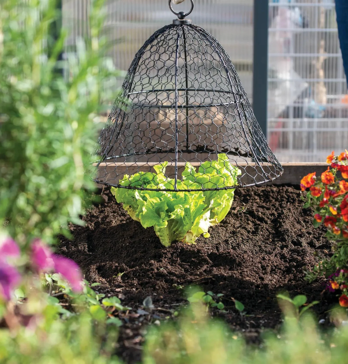 Chicken Wire Cloche