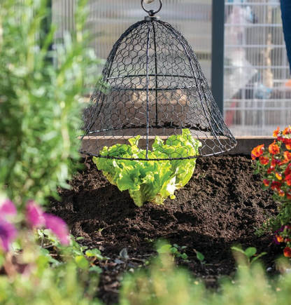 Chicken Wire Cloche