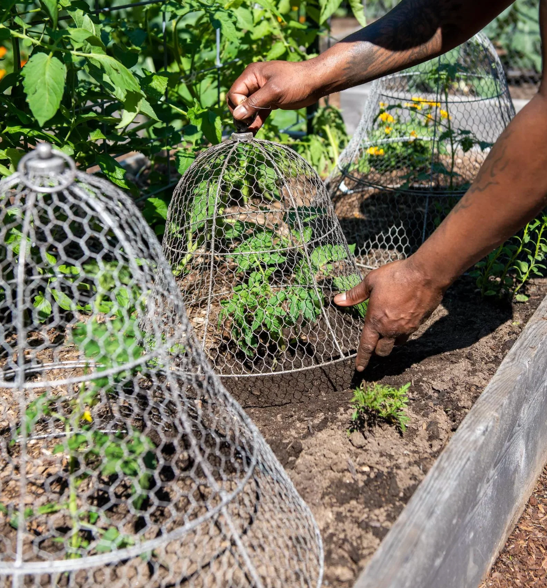 Chicken Wire Cloche