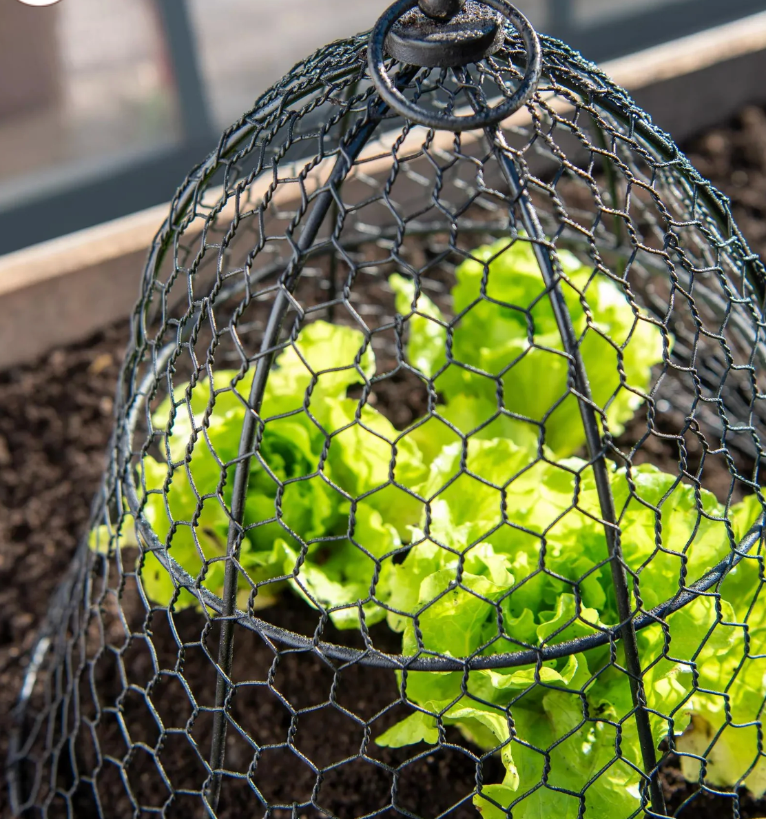 Chicken Wire Cloche